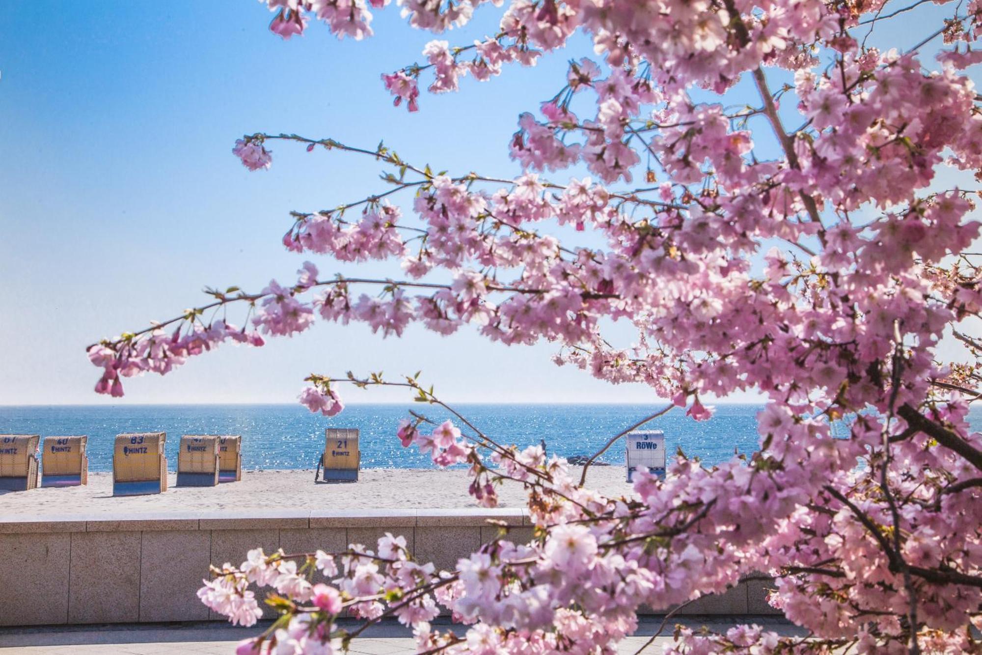 Pink Und Meer - Meerblick, Sauna, Kamin & Whirlpool Baabe Eksteriør billede